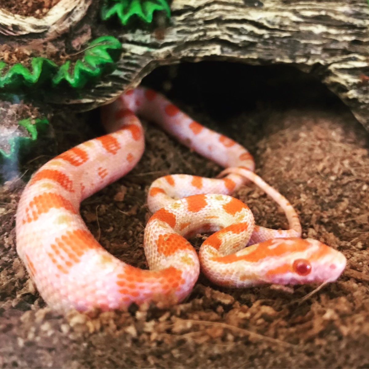 Reggie, the snake