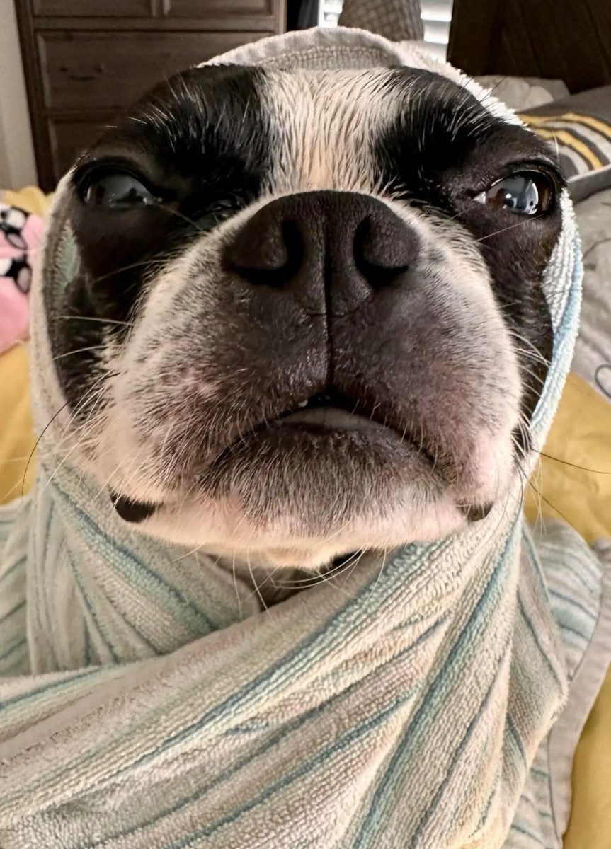 Leia