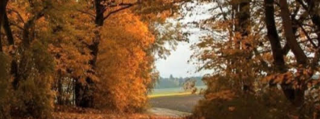 The Color of Fall